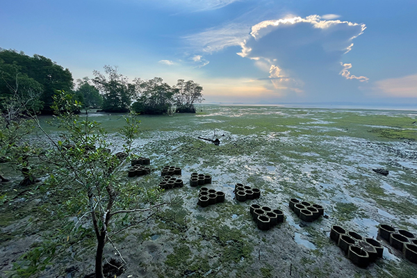 A stretch of mangrove planting pods at Chek Jawa at sunrise

