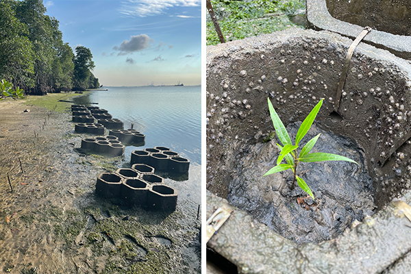 Left: Concrete mangrove planting pods deployed along the coast at Chek Jawa in units of six.
<br/> Right: Mangrove seedling growing inside a mangrove planting pod.